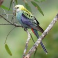 /album/fotogalerie-papousci/a600px-platycercus-adscitus-kobble-creek-8-2c-jpg1/