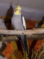 /album/fotogalerie-papousci/cockatielmale-jpg1/